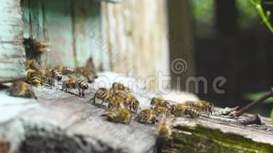 蜜蜂在它们的木蜂窝附近飞来飞去。 集体劳动。
